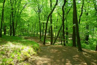 Arboretum w Raciborzu