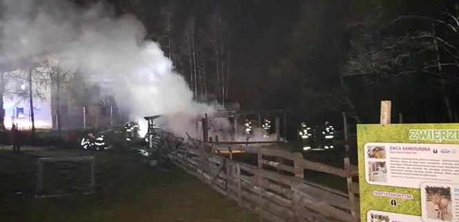 SZOK! Ktoś podpalił zagrodę? Wszystkie zwierzęta spłonęły żywcem