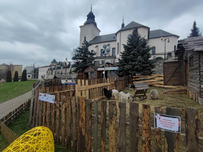 Zagajnik wielkanocny w Będzinie. Można go zobaczyć na Wzgórzu Zamkowym 