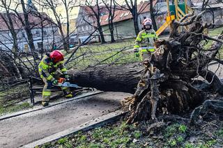 Wichura na Dolnym Śląsku. Uszkodzone dachy, powalone drzewa. Ponad 300 interwencji straży