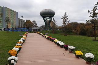 Dwa tysiące chryzantem ozdobiło park w Tarnowie