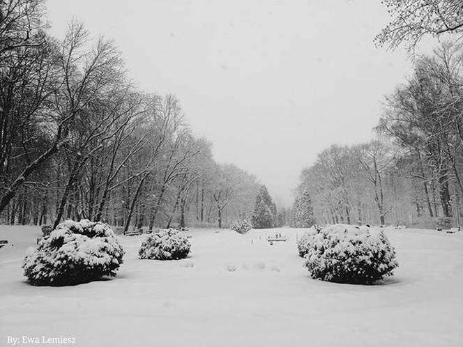 Białystok pokryty śniegiem. Piękne zdjęcia internautki Ewy