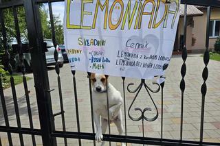 Dzieci sprzedają lemoniadę w wakacje [GALERIA]