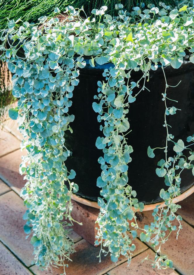 Dichondra srebrzysta