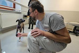 Zola uścisnęła łapę specjalistom, którzy wykonali jej protezę