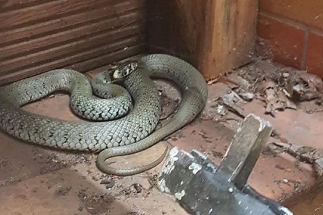 Potężny wąż pod tarasem domu na Kaszubach! Niecodzienna akcja strażaków