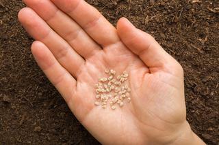 Zbieranie nasion pomidorów