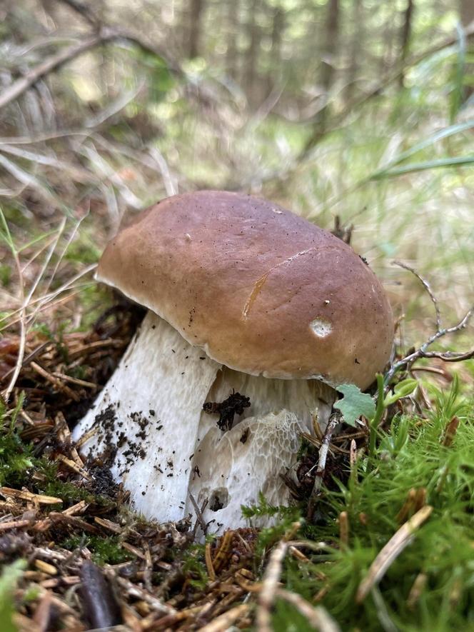 Ale okazy! Takie grzyby są na Dolnym Śląsku. Mieszkańcy chwalą się zbiorami 