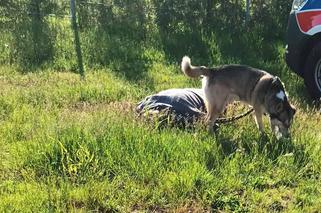 Pilnował pana nawet po jego śmierci