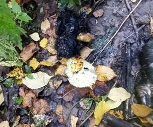 Lubelskie. Grzybiarze znaleźli Elzę w lesie. Psiak ledwo przeżył. Fundacja szuka dla niej nowego domu