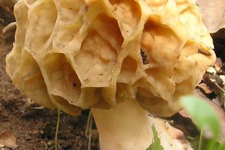 Już niebawem w polskich lasach pojawią się wyjątkowe grzyby. Za kilogram płacą nawet 500 zł! 