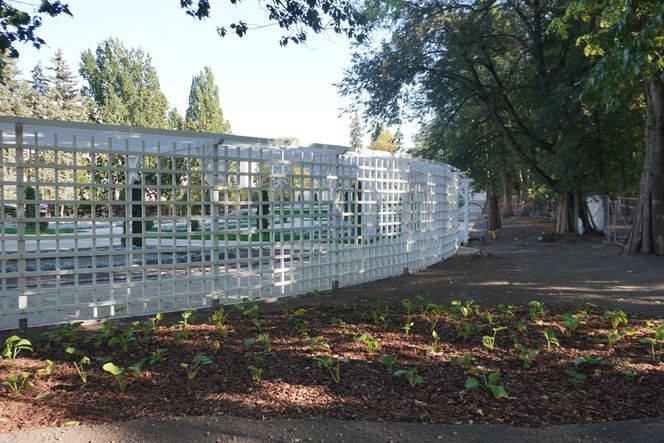 Remont Różanki w białostockim Parku Planty