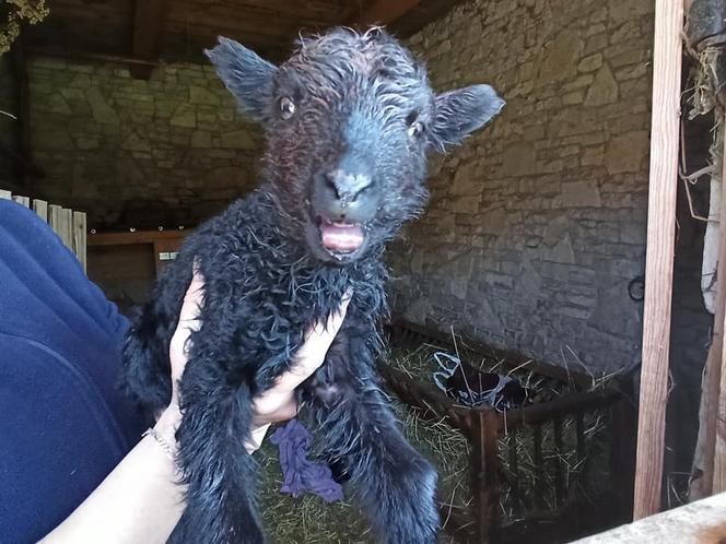 Radosny dzień w Muzeum Wsi Radomskiej! 