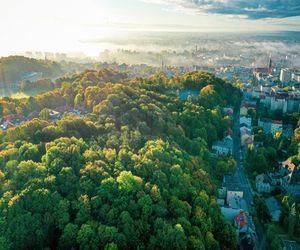 W Gorzowie pojawią się setki nowych drzew i krzewów