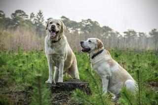 Fundacja na rzecz osób niewidomych Labrador Pies Przewodnik szuka wolontariuszy