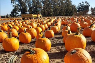 Najfajniejsze miejsca z dyniami w Warszawie. Tam zrobisz sobie jesienne zdjęcia