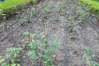 Barbarzyński akt wandalizmu w Ostromecku. Ktoś ogołocił pałacowy park