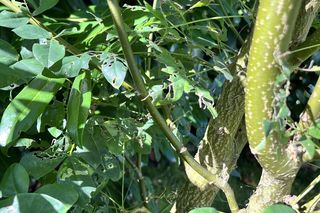 Rośliny, które lubią ślimaki: złotokap