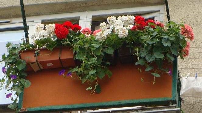 Najpiękniejsze balkony w Starachowicach