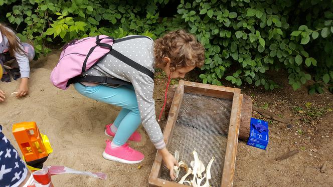 Mali archeolodzy zakasali rękawy i zabrali się do pracy! Co znaleźli w bydgoskim zoo? 