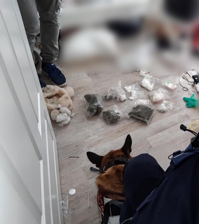 Białystok. Policja WKROCZYŁA do mieszkania. Narkotyki w pluszowym misiu i w bieliźnie 23-latki