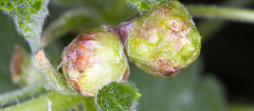 Wielkopąkowiec porzeczkowy