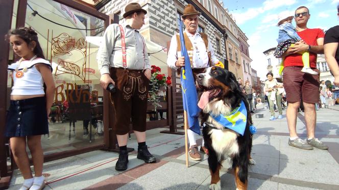 Berneńskie psy pasterskie opanowały Rynek w Tarnowie