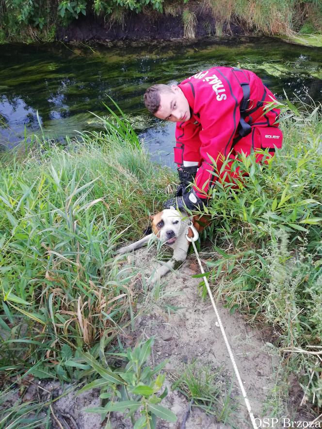 Pies topił się w Kanale Noteckim. Z pomocą przybyli strażacy! [ZDJĘCIA]