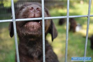 Policjanci uratowali szczeniaki UWIĘZIONE w nagrzanym aucie