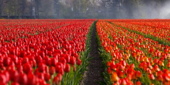 Praca sezonowa w Holandii. Uprawa kwiatów