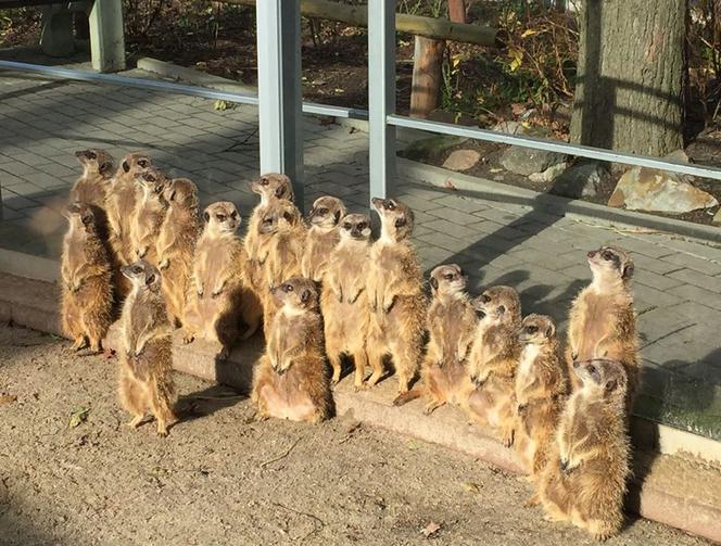 Zwierzęta na żywo? Zoo Płock uruchamia na czas koronawirusa specjalne transmisje! [WIDEO]