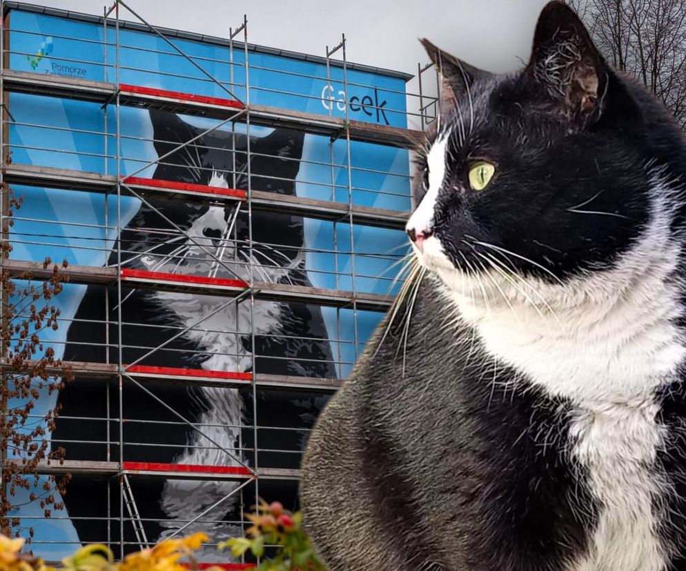 Na ul. Rugiańskiej powstaje mural z kotem Gackiem