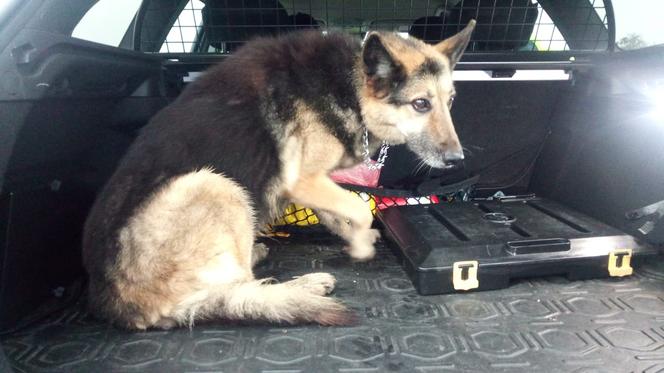 Policjanci przewieźli do schroniska błąkającego się po S7 psa