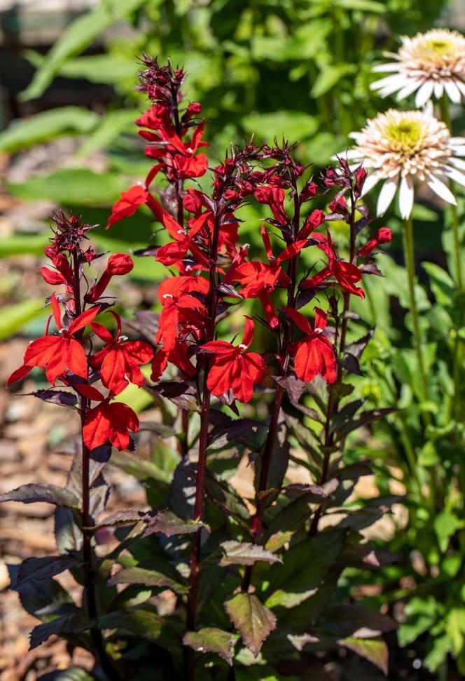 Lobelia szkarłatna