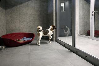 Gliwickie schronisko już po modernizacji. Przebudowany został pawilon dla małych i dużych psów