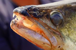 Taaaaka ryba złowiona w Zalewie Brodzkim! Sprawdź ile ważyła 