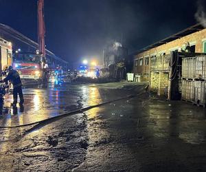 Pożar chlewni pod Piotrkowem Trybunalskim. Ponad 2 tysiące zwierząt zginęło