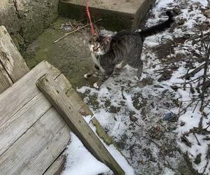 Skandaliczne warunki. Kot uwięziony na smyczy. „Jak przeżył zimę? nie wiemy” 