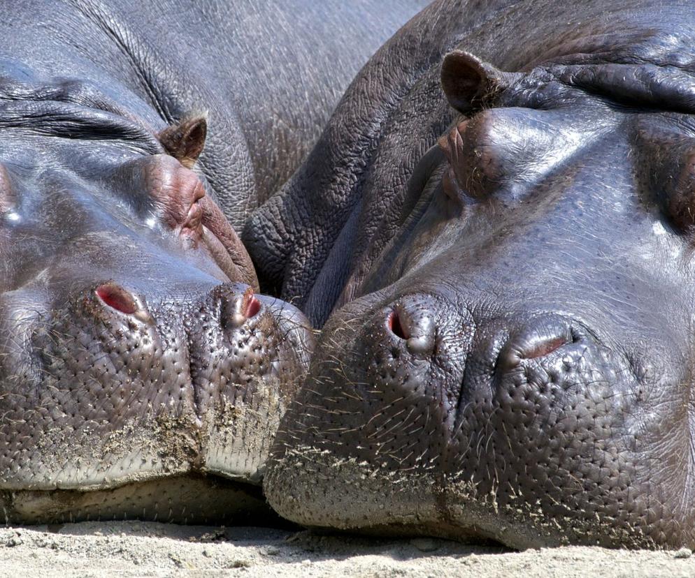 Poznaj hipopotamy z warszawskiego zoo! Ruszają spotkania w ogrodzie!