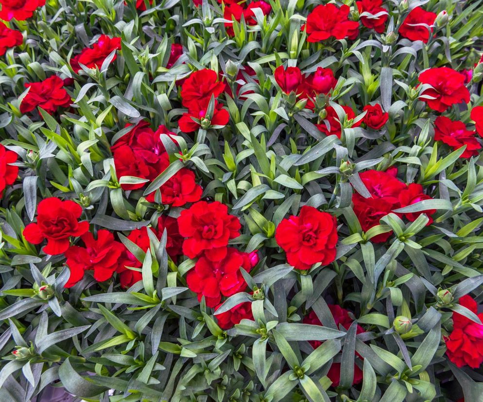 Goździki to kwiaty, które kwitną całe lato