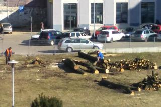 5 Wycinka drzew na Sterlinga w Łodzi