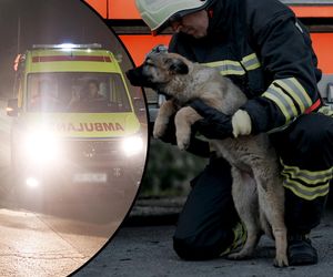 Czekał cierpliwie, aż służby uwolnią jego właściciela. Piesek przeżył wypadek, mężczyzna już nie!