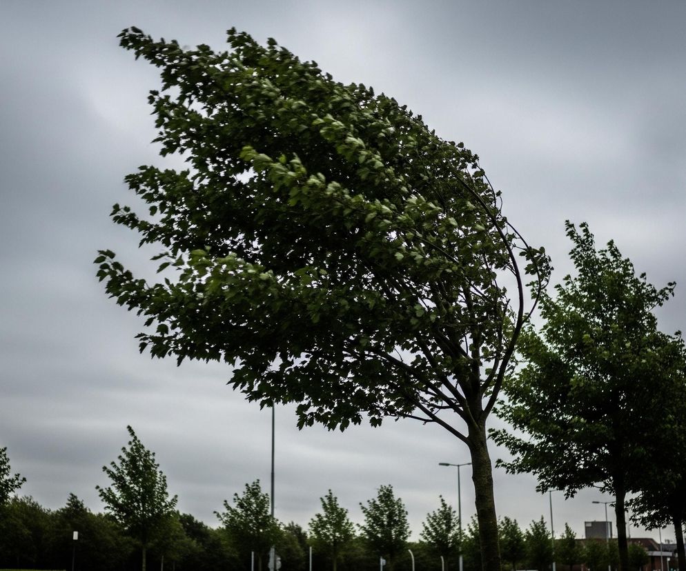 Na pierwszym planie, centralnie, widoczne jest drzewo o gęstej, ciemnozielonej koronie, której liście są wyraźnie rozwiane przez wiatr w prawą stronę. Obok, po prawej stronie, widać kolejne drzewo o podobnym wyglądzie, lecz jego korona jest mniej widoczna, częściowo ucięta przez krawędź kadru. W tle rozciąga się zachmurzone, szare niebo. Na dole zdjęcia, po lewej stronie, przebiega rząd słupów oświetleniowych z lampami ulicznymi, a za nimi zarysowują się kolejne, mniejsze drzewa.