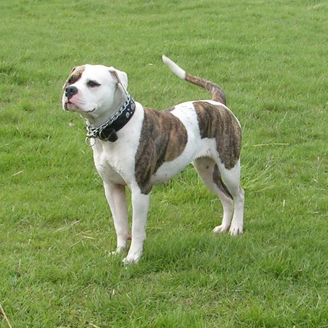 Buldog amerykański