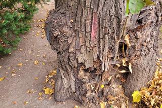 Lipa drobnolistna zniknie z parku Jordana. „Jedynym rozwiązaniem jest usunięcie drzewa”