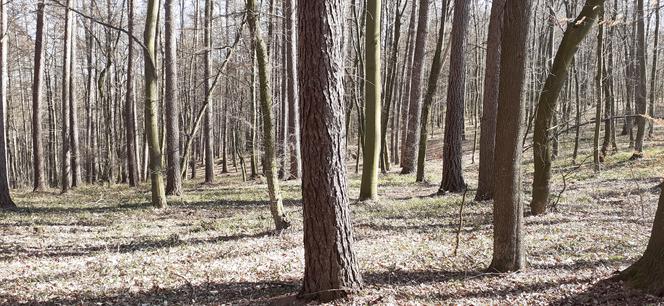 Pierwsze oznaki wiosny w podprzemyskich lasach
