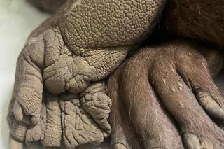 Bóbr Leo trafił do Fundacji Ada ze złamaną nogą [GALERIA]