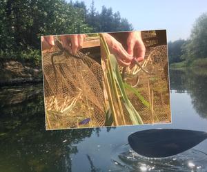 Uratowali węża pod Bydgoszczą. Zwierzę wpadło w pułapkę. Mamy nagranie!