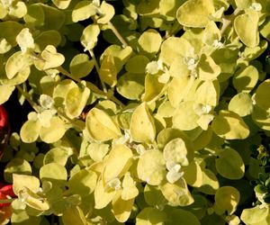 Kocanka włochata 'Limelight'