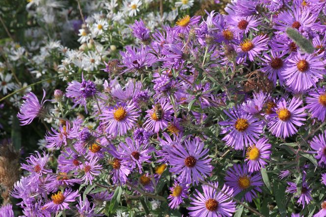 Aster nowoangielski